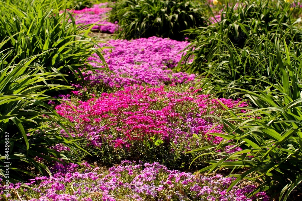 Obraz premium Flower Bed, Flower, Landscape.