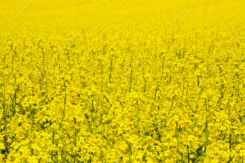 Żółte pole rzepaku podczas kwitnienie w pogodny wiosenny dzień