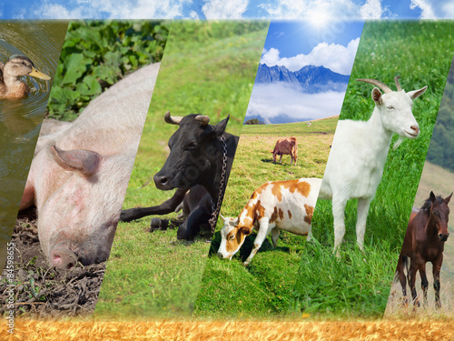 Livestock collage photo