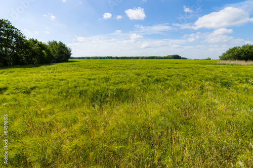 Field of barley. Rural landscape.