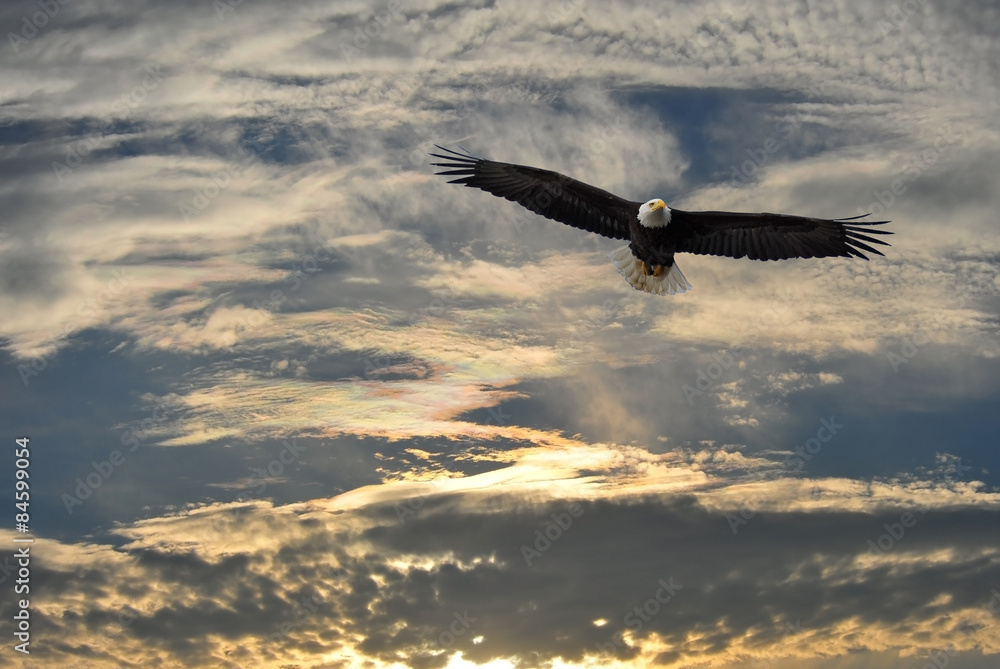 Obraz premium Bald Eagle flying over Alaska