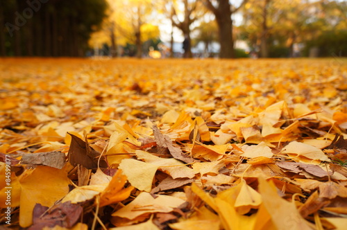 イチョウの落ち葉が敷き詰められた綺麗な秋模様 The Ground Was Blanketed With Fallen Leaves Stock Photo Adobe Stock