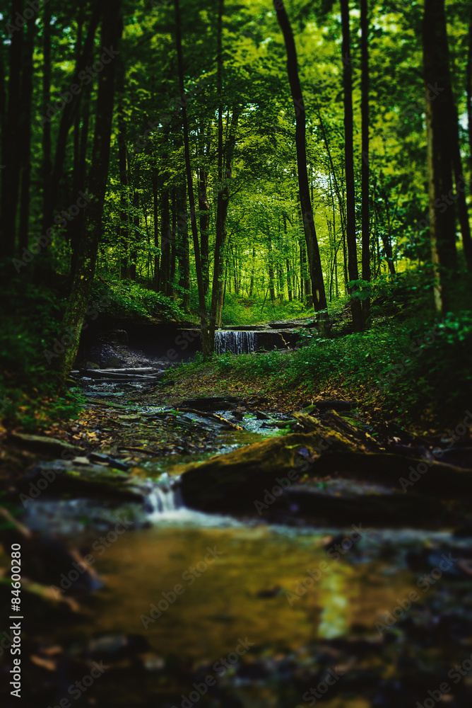 Obraz premium Wasserlauf im Wald