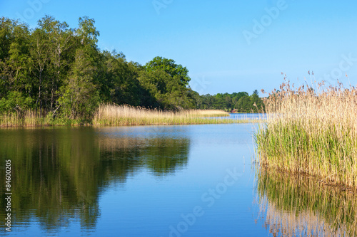 River landscape with reeds