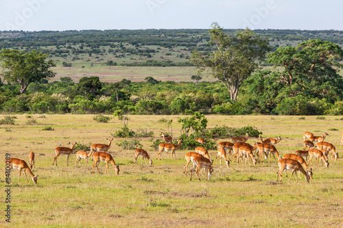 Impala antelope © Lars Johansson