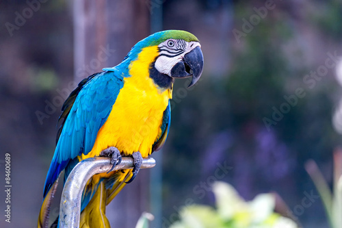 Blue and Gold or yellow Macaw parrot