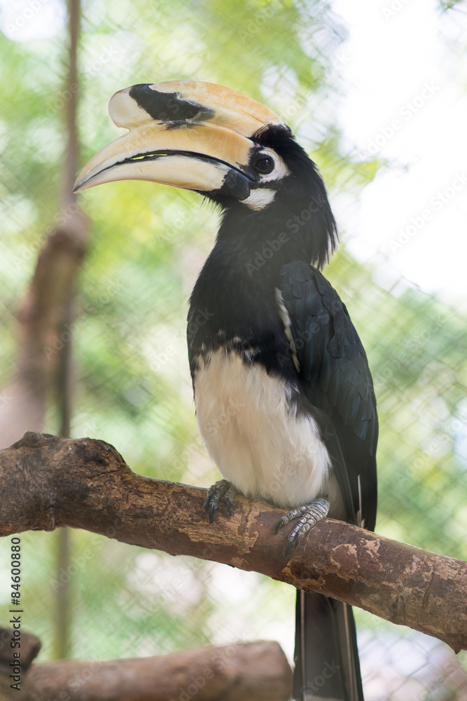 Obraz premium Oriental pied hornbill hold on perch