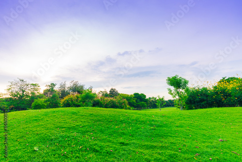 Green lawn with trees in park of bangkok city © themorningglory