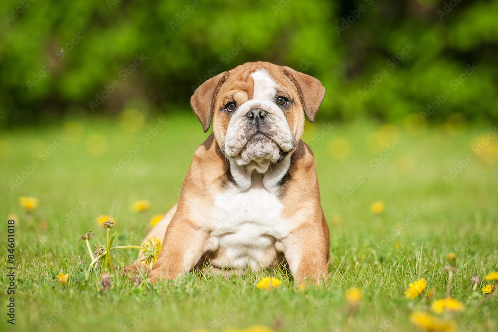 English bulldog puppy sitting on the lawn
