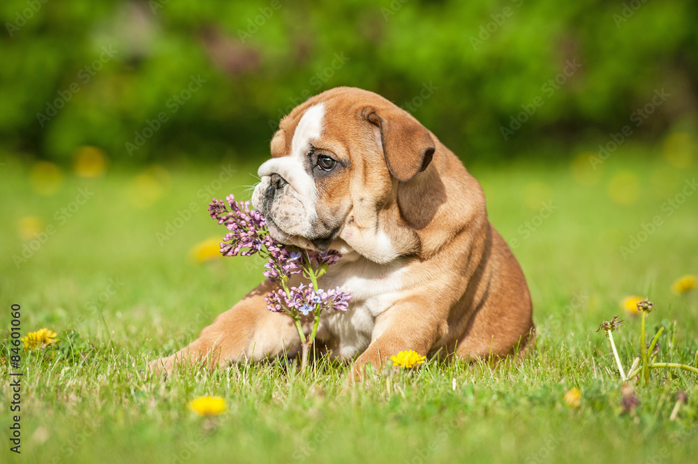 English bulldog puppy playing with a lilac flower
