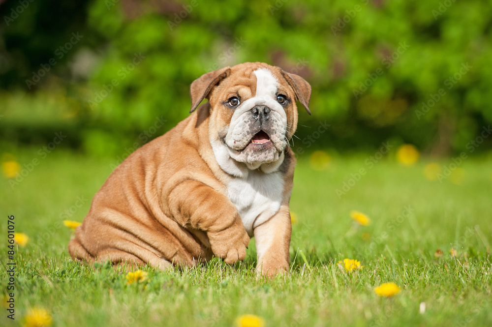 English bulldog puppy sitting on the lawn