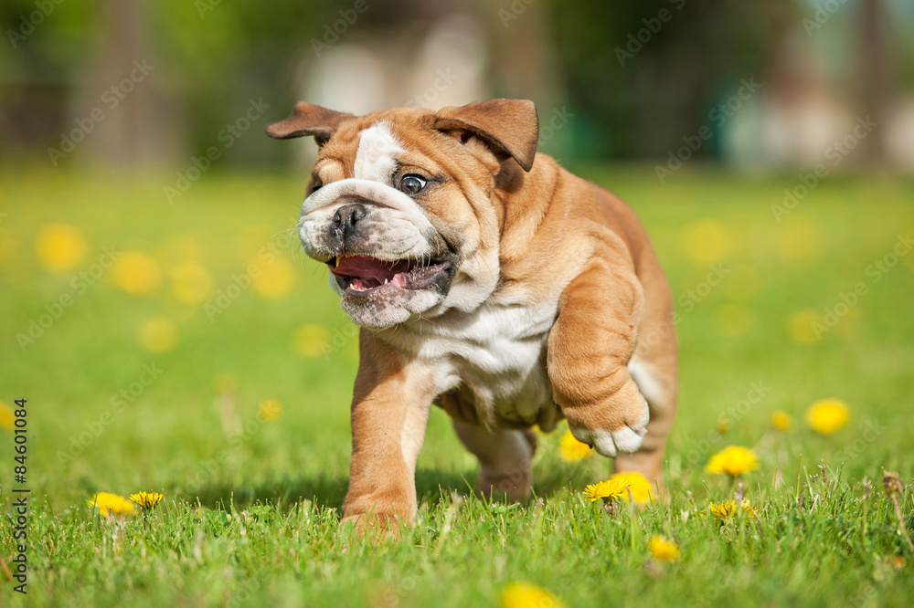 Funny english bulldog puppy running 