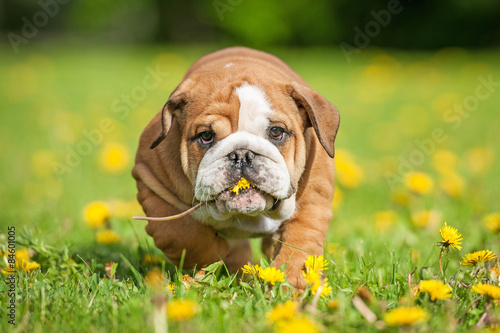 English bulldog puppy with a dandelion flower in its mouth
