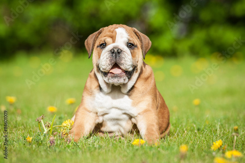 English bulldog puppy sitting on the lawn
