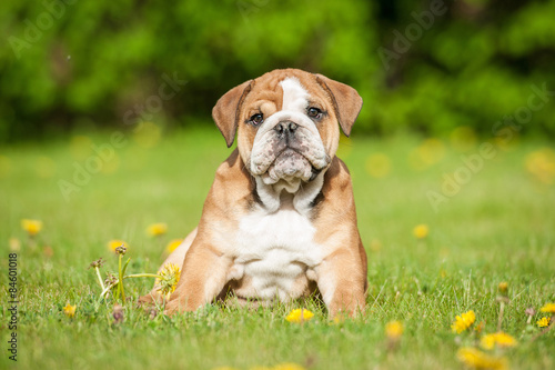 English bulldog puppy sitting on the lawn