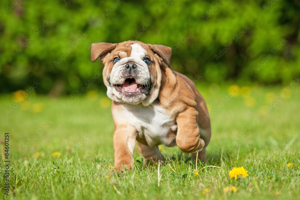 Happy english bulldog puppy running