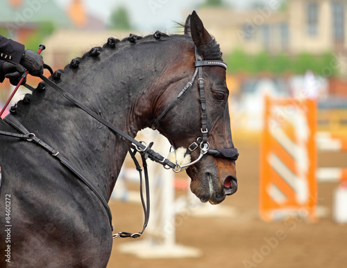 Sports saddle horse with Hackamore bridle © horsemen