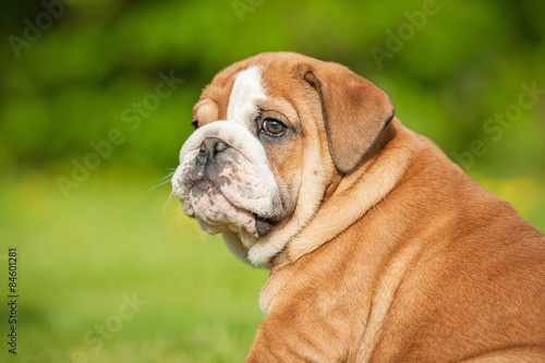 Portrait of english bulldog puppy © Rita Kochmarjova