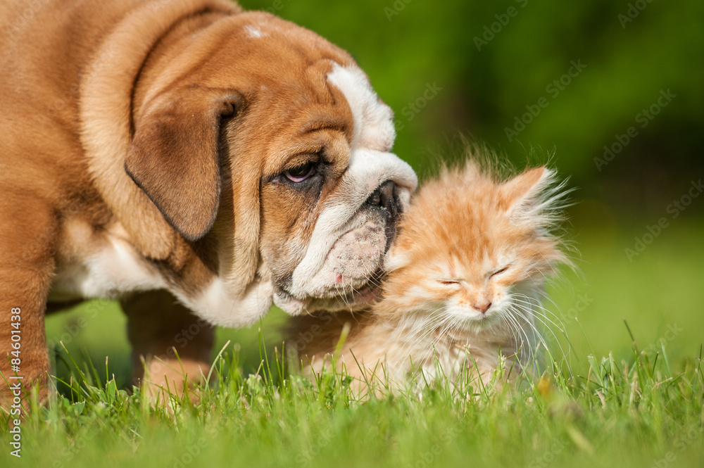 English bulldog puppy with a little kitten English bulldog puppy with a little kitten