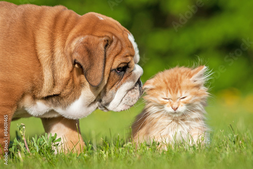 English bulldog puppy with a little kitten © Rita Kochmarjova