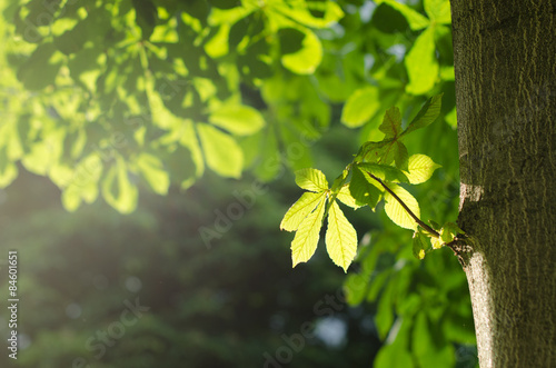 Blätter am Kastanienbaum mit Lichtreflex