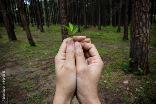 Hands holding small plant show conservative idea. © petoei