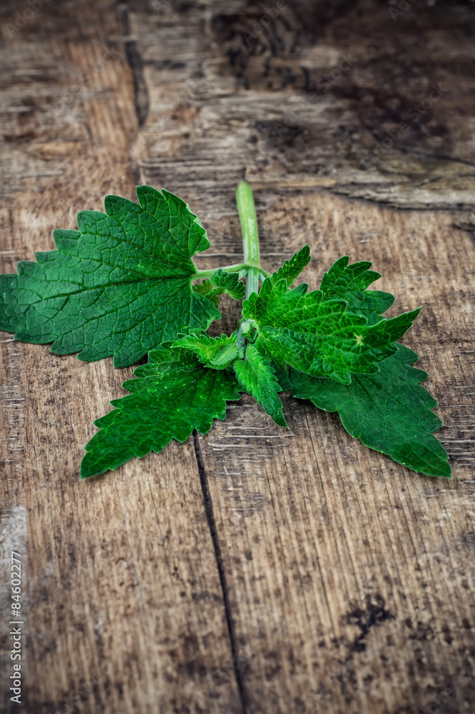 Melissa officinalis herb on wooden table top Melissa officinalis herb on wooden table top