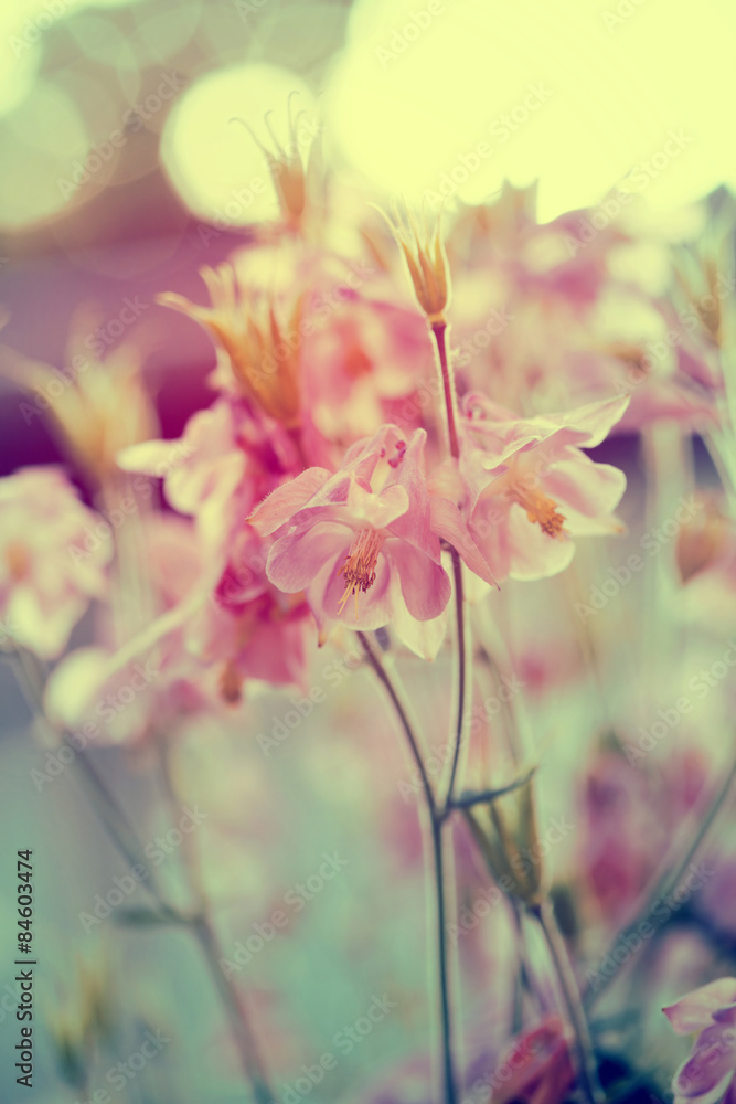 Obraz premium Vintage photo of garden flowers in sunset