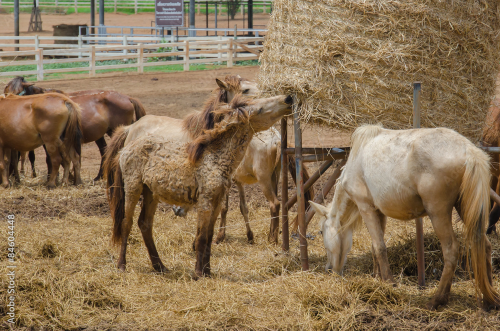 Horses at horse farm.