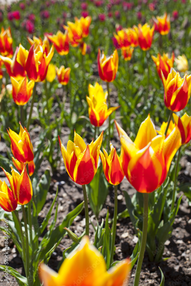 Obraz premium a lot of tulips