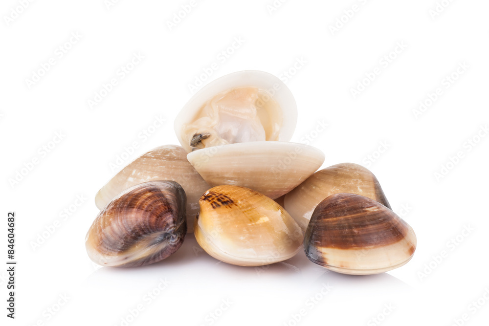 enamel venus shell on a white background enamel venus shell on a white background