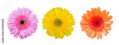 yellow, orange and pink gerbera flower , top view , on white background © NewSaetiew