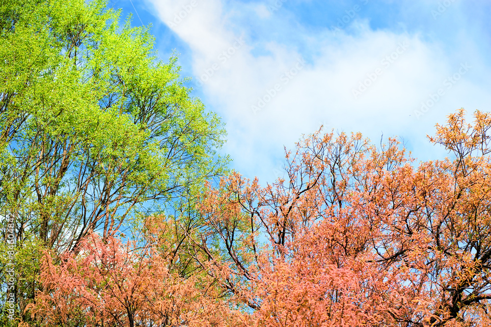 Autumn trees with yellowing and green leaves against the sky Autumn trees with yellowing and green leaves against the sky