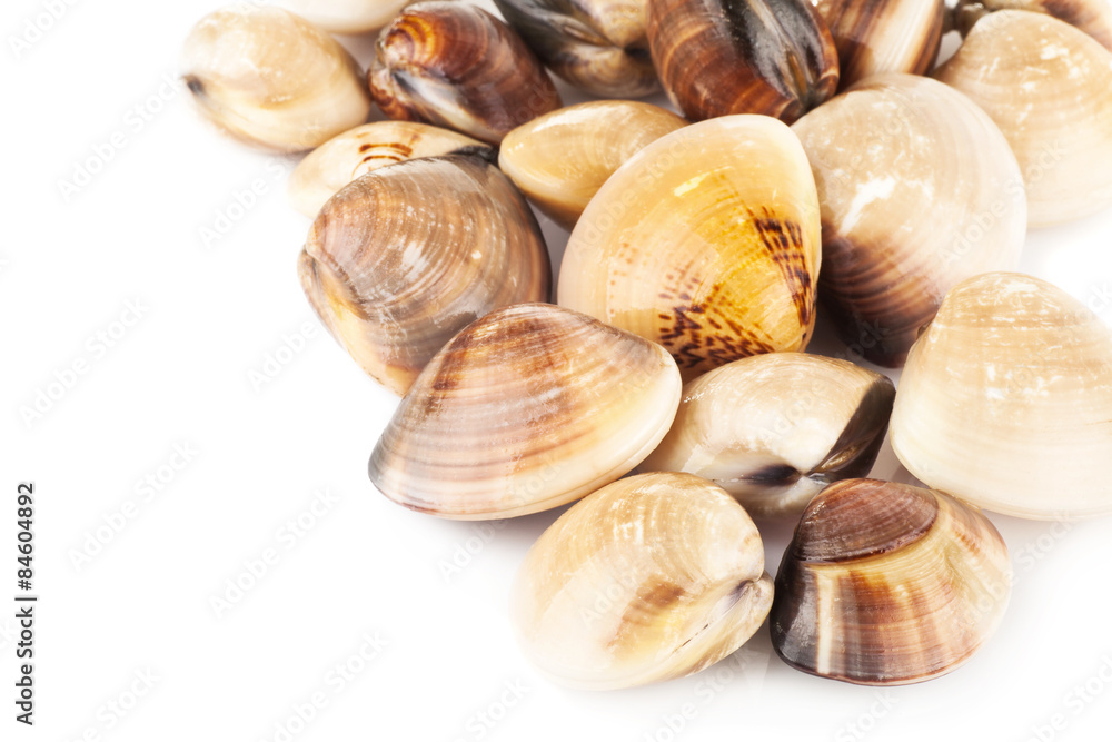 enamel venus shell on a white background