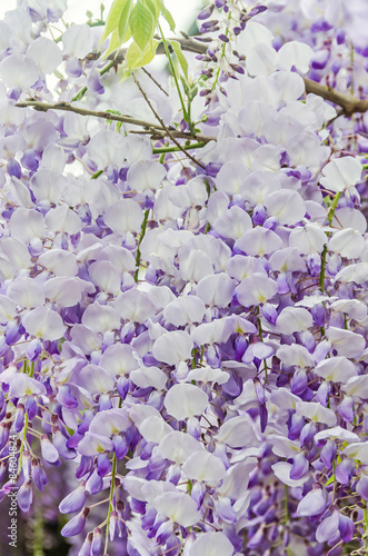 Mauve Wisteria sinensis, Glicina tree flowers