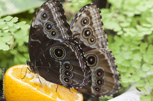 butterffly on fruit photo