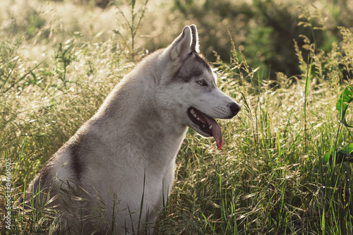 beautiful and cute fun  dog in sunset nature. Siberian husky.