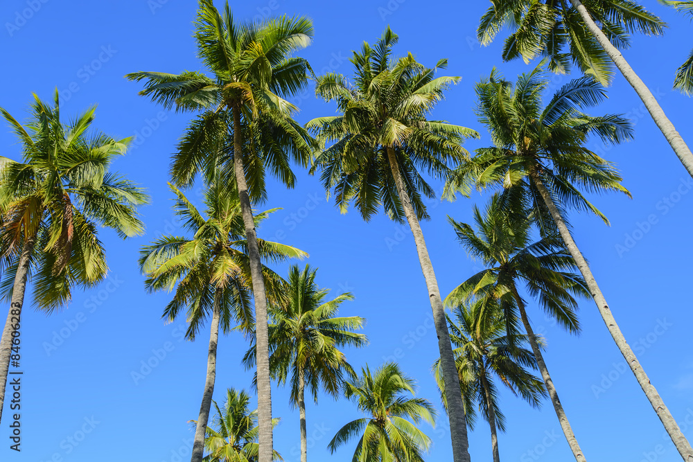 Towering Coconut Trees Towering Coconut Trees