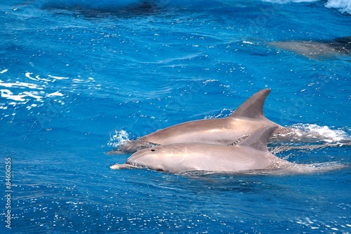 Dwa delfiny