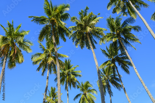 Towering Coconut Trees