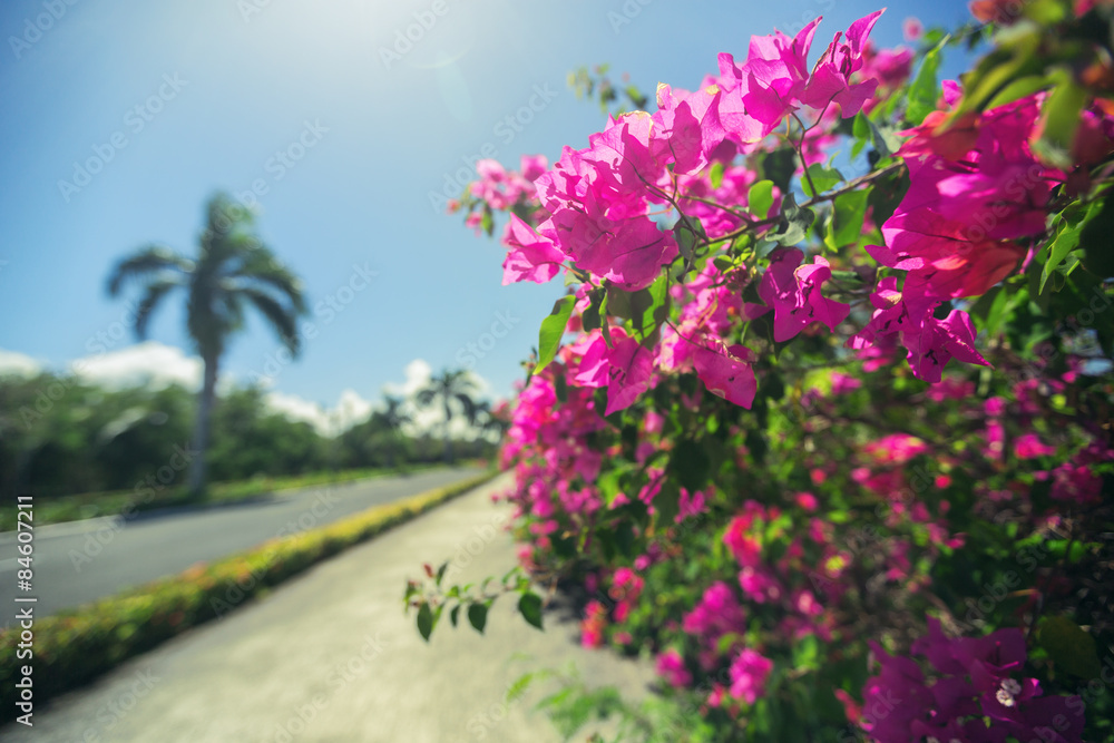 Beautiful alley in the park, caribbean resort with flowers and p Beautiful alley in the park, caribbean resort with flowers and p