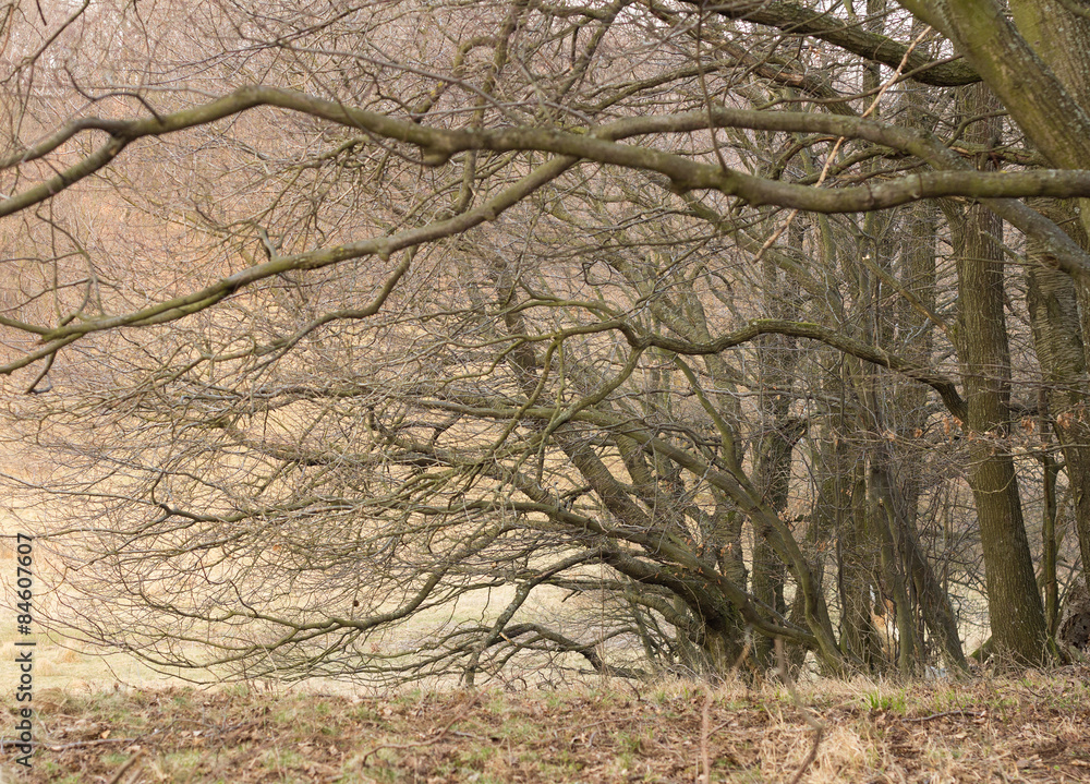 spooky autumn trees spooky autumn trees