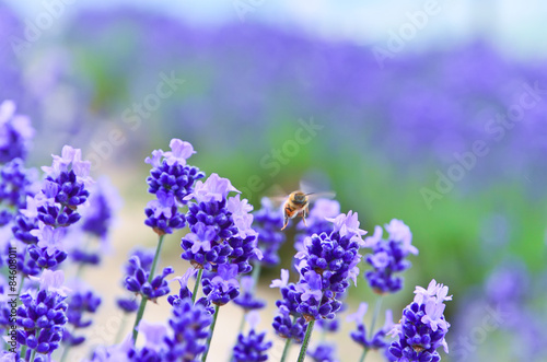 A honeybee flying in the lavender farm.
