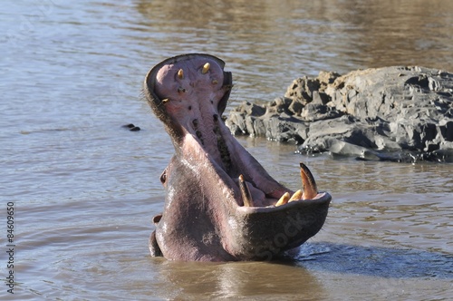 hipopotam  © npls