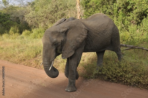 słoń © npls
