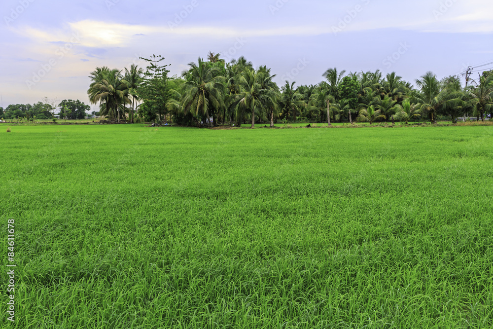 Obraz premium Rice field