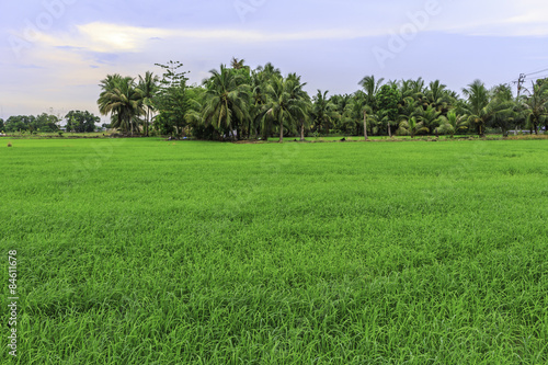 Rice field © gerrardkop