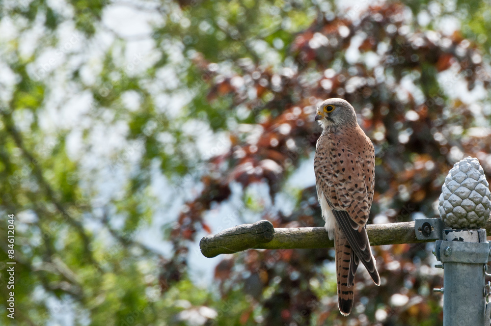 wilder Turmfalke auf Sitzkrücke im Garten StockFoto Adobe Stock