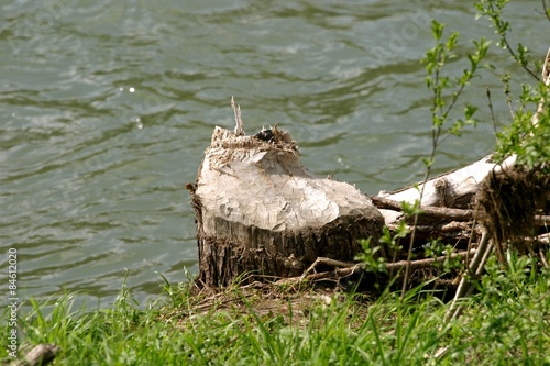 Pień obgryziony przez bobry photo