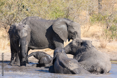 Elephant herd playing in muddy water with lot of fun